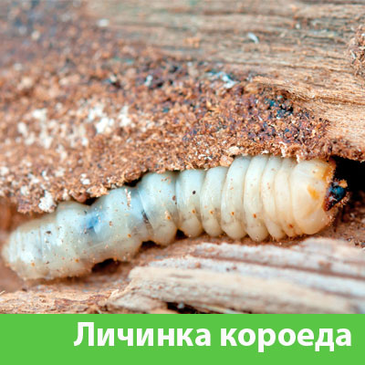 Уничтожение личинок короеда в Подольске