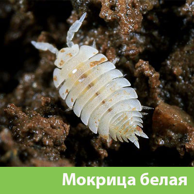 Мокрица в Подольске фото