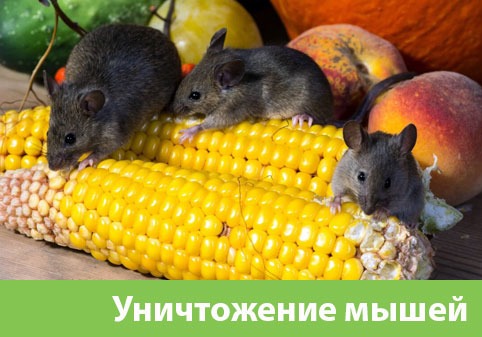 Уничтожение мышей в Подольске