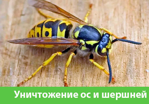 Уничтожение ос и шершней в городе Подольск